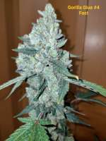 GB Strains Gorilla 4 Fast - photo made by JudasChrist