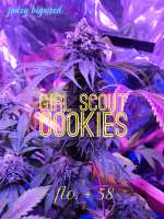 Garden of Green Girl Scout Cookies - photo made by JONEYBIGWEED