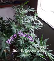 Gooey Breeder Seeds Pure Gooey - photo made by Gooeybush