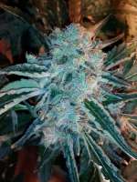 GreenLabel Seeds Everest Bud - photo made by grinspoon