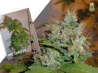 GreenLabel Seeds OG Cheese - photo made by AT187