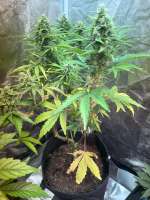 Green House Seeds Alienz Auto - photo made by MCHigh