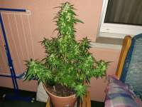 Picture from swissfarmer (Auto Jack Herer)