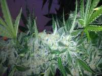 Picture from Carlokro (Big Bang Autoflowering)