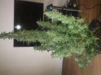 Picture from Carlokro (Big Bang Autoflowering)