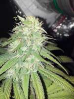 Picture from FragKush (Bubba Kush)