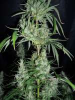 Green House Seeds Hawaiian Snow - photo made by BuDDust