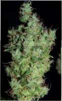 Green House Seeds Himalaya Gold - photo made by SativaFred