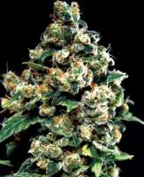 Picture from SativaFred (Jack Herer)