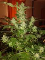 Picture from tencer (Jack Herer)