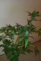 Picture from tezis666 (Jack Herer)