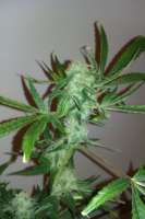 Picture from tezis666 (Jack Herer)