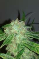 Picture from tezis666 (Jack Herer)