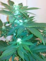 Picture from hemp47 (Jack Herer)