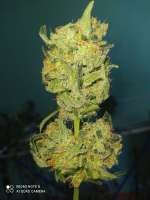 Picture from Yusssss (Jack Herer)