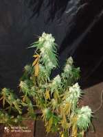 Picture from Yusssss (Jack Herer)