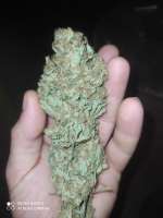 Picture from Yusssss (Jack Herer)