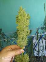 Picture from Yusssss (Jack Herer)