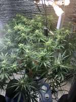 Green House Seeds Kalashnikova Automatic - photo made by Imaskypilot