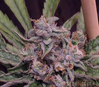 Green House Seeds Lemon Skunk