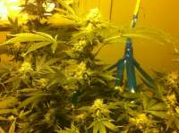 Picture from NPK420 (Moby Dick)