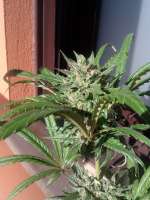 Picture from cogollaco (Pure Kush)