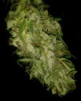 Picture from manutara (Pure Kush)