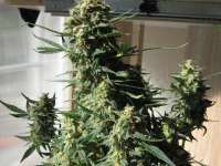 Picture from Elesde83 (Super Bud Automatic)