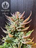 Green House Seeds Super Lemon Haze - photo made by pineappleltd