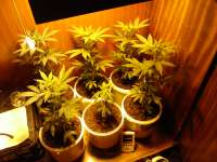 Green House Seeds White Widow - photo made by MrGrowAustria