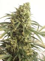 Green Mountain Seeds Mountain Gold - photo made by tropics