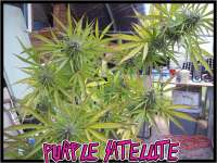 Green Mountain Seeds Purple Satellite - photo made by tropics