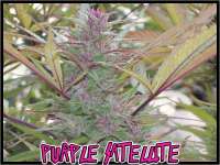 Green Mountain Seeds Purple Satellite - photo made by tropics