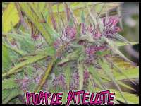 Green Mountain Seeds Purple Satellite - photo made by tropics