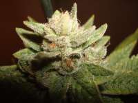 Greyskull Seeds Sour Dubble - photo made by athos23