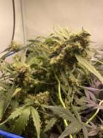 Picture from AmphibiousMan (Tropical Cookies)