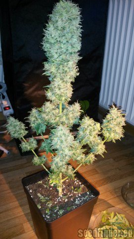 HY-PRO Seeds Amnesia