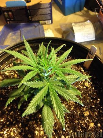 Heavyweight Seeds Fruit Punch