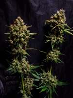 Picture from hiddengardengenetics (Marra Jones)