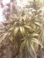 Picture from Beatnick (Afghani Hindu Kush)