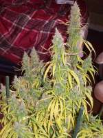 Holy Smoke Seeds Malange Gold - photo made by tropics