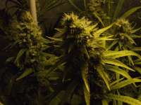 Picture from darkgreen (Northern Light)