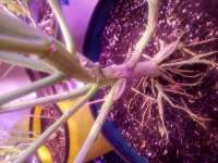 Humboldt Seed Company Purple Panty Dropper Auto - photo made by Scoob