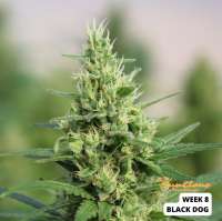 Picture from SunClone (Black D O G)