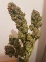 Humboldt Seed Organisation Bubba Kush - photo made by Spokesperson