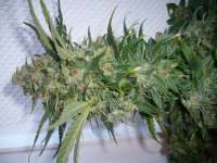 Picture from merlin (Dedoverde Haze)