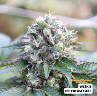 Humboldt Seed Organisation Ice Cream Cake - photo made by SunClone