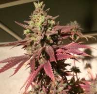 Picture from Moernest (Pineapple Skunk)