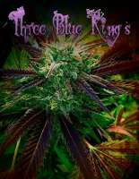 Humboldt Seed Organisation Three Blue Kings - photo made by KeganLee