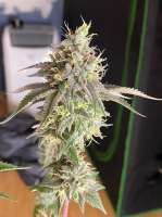 Humminbird Genetics Devil Fruit - photo made by ChicagoSeedCo